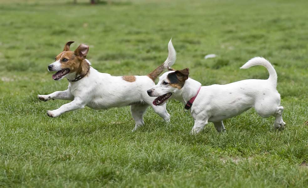 Invisible Fence For Dogs